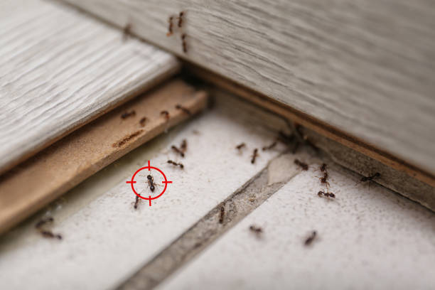 Real Estate Pest Inspections in Princeton, NC